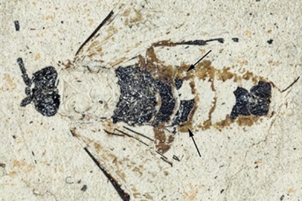 Échelle Empria-sammuti-sp-nov-holotype-IGR-PAL-2860-Photographs-of-habitus-Web
